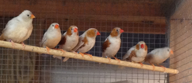 Ragas Florida Fancy Zebras